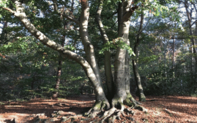 Meditatie om te gronden: het magische bos