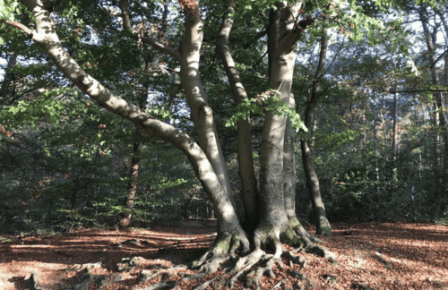 Meditatie om te gronden: het magische bos