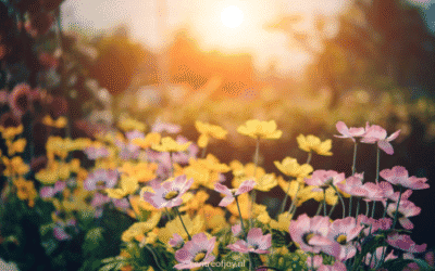 Zomertuinmeditatie om stress en spanning los te laten
