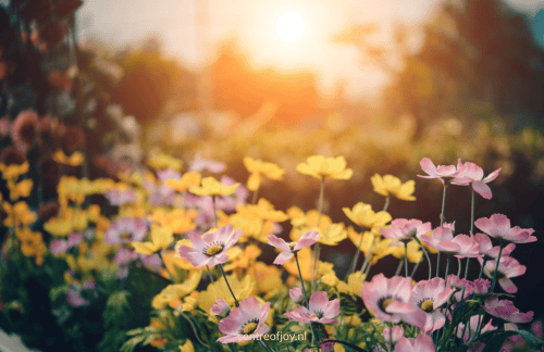 Zomertuinmeditatie om stress en spanning los te laten