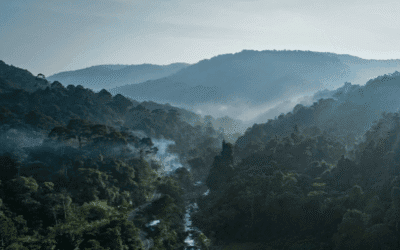 Wat jij kan doen tegen de branden in de Amazone