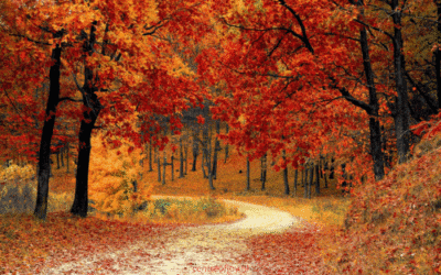 Herfstmeditatie om stress, spanning en negatieve gedachten los te laten