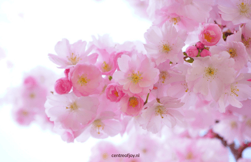 Liefdevolle lentemeditatie die je ontspanning en zachtheid brengt