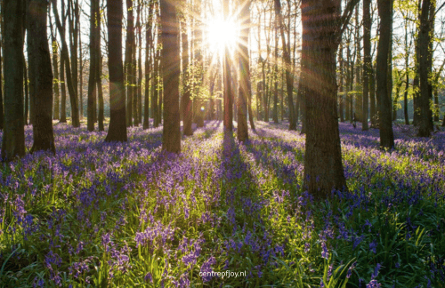 Meditatie die je rust geeft en je helpt om je veilig te voelen