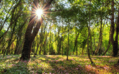 Meditatie die je helpt bij onzekerheid en angst en je vertrouwen en kracht geeft