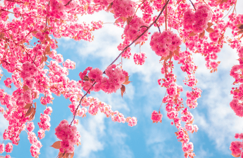 De helende kracht van de lente