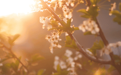 Helende lentemeditatie die je helpt bij een nieuw begin en het oude los te laten