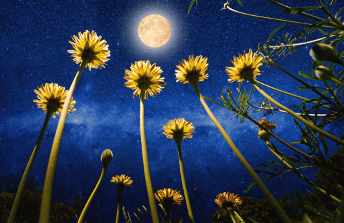 De energie van de volle maan van 12 mei in het teken Schorpioen