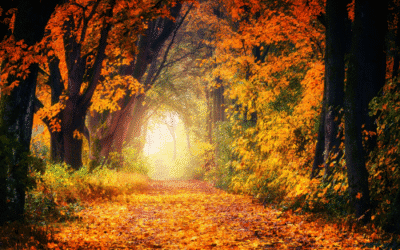 De helende kracht van de herfst
