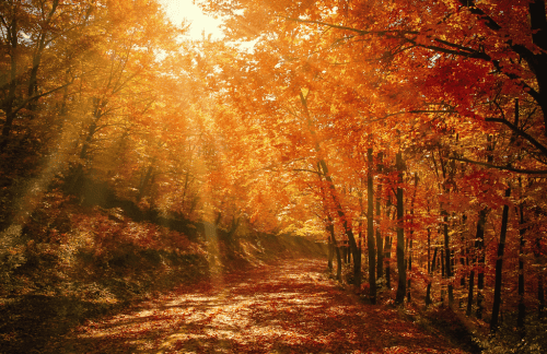 Krachtige herfsthealing<br />