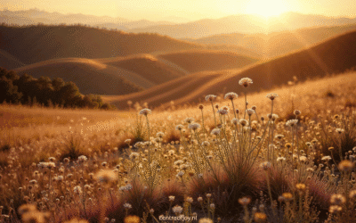 Yoga Nidra Power Nap – in 15 minuten diepe ontspanning & nieuwe energie